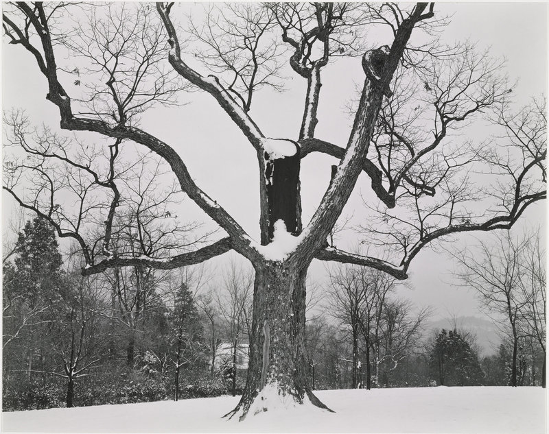 Edward Weston’s “Tree, Near Nashville, Tennessee,” taken in 1941.