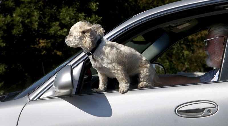 Experts advise keeping dogs restrained while riding in cars. An unrestrained dog could distract the driver, become a deadly projectile, or be badly hurt should an accident occur.