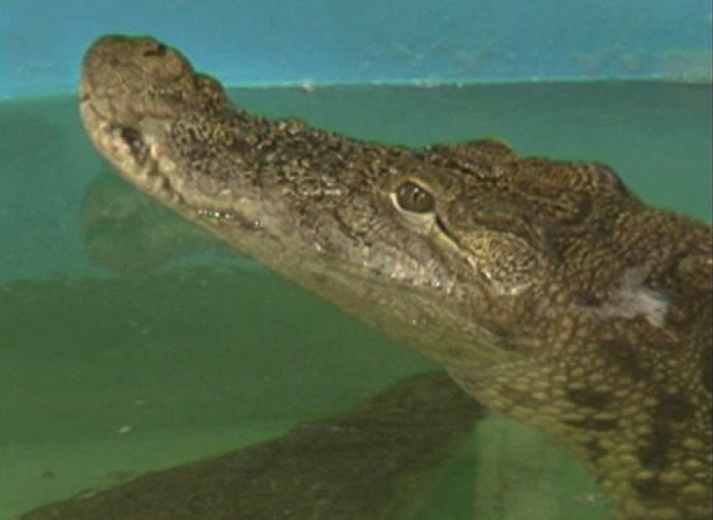 Gena, a 14-year-old crocodile at an aquarium in Ukraine, is not feeling well after swallowing a visitor's cell phone.