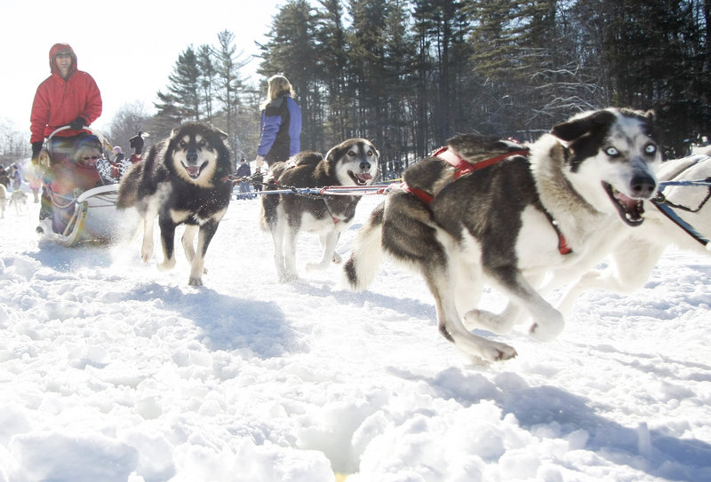 Sled dogs kick off Saturday while giving rides on Highland Lake during the Maine Lakes Mushers Bowl and Winter Carnival in Bridgton. The event concludes today.