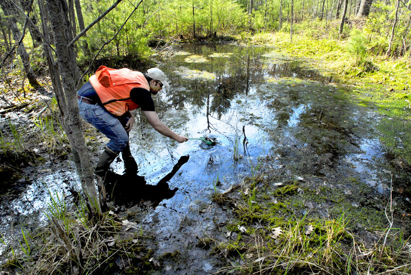 A researcher lifts salamander eggs from a vernal pool in York County. Readers support the pools' continued protection.