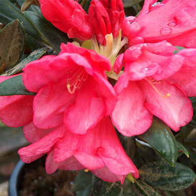 Yak rhododendrons can be propagated indoors in winter, as can other woody plants.