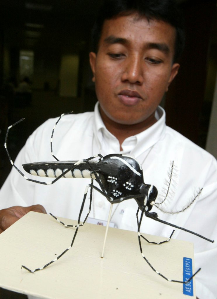 A Malaysian health ministry official displays a scale model of an Aedes aegypti mosquito in April 2008. The country released about 6,000 sterile insects in a small test to see if it would curb cases of dengue fever. Critics fear the test might have unforeseen consequences, such as creating a strain of uncontrollable mutated mosquitoes.