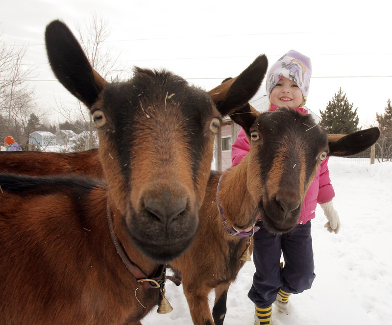 Rozalyn Proulx, 4, and her family have four goats at their Gorham home, including Sophie, left, and Ro-Ro. Rozalyn’s mother, Ginger Proulx, makes cheese and yogurt from the animals’ milk.
