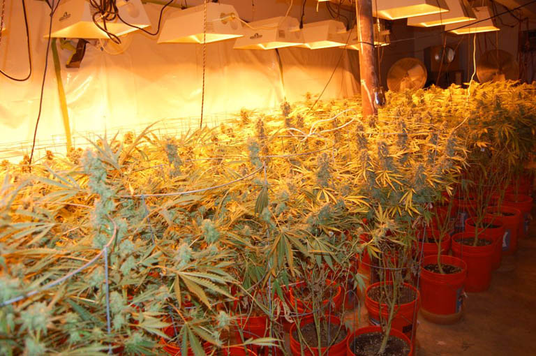Police found this marijuana growing operation at the Old Orchard Beach residence of Bryan P. Branciforte, 29.