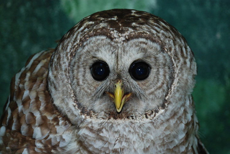 This juvenile barred owl was near starvation when it was taken Avian Haven, a wildlife rehabilitation center in Freedom.