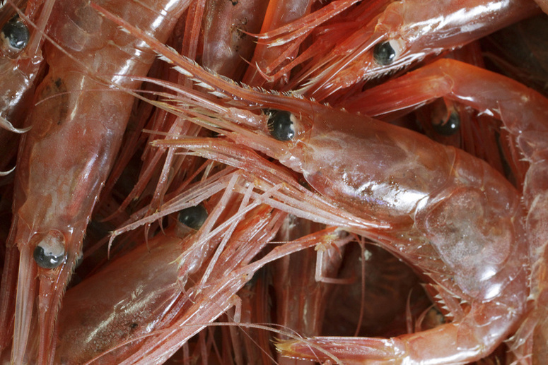 Freshly caught shrimp are seen at the Port Clyde Fresh Catch processing facility in Port Clyde on Tuesday. Boats are catching almost a million pounds of shrimp each week, and the target for the season could be reached by the end of this week.