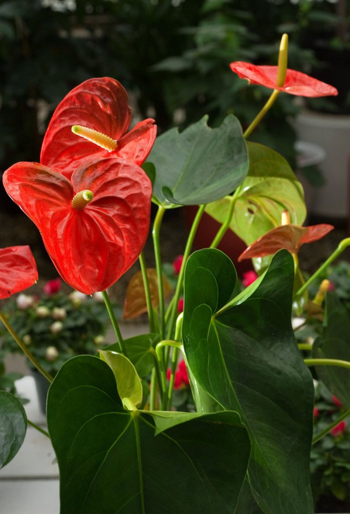 Anthurium, which adds nice color and is easy to grow.