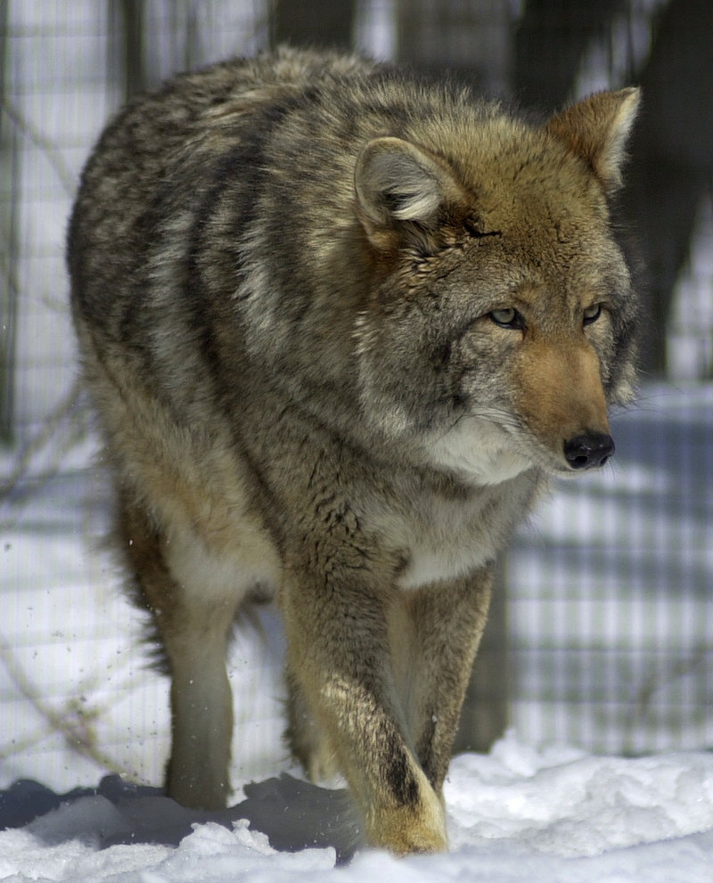 A coyote is shown in its pen at a wildlife park in Amity in this 2006 file photo.
