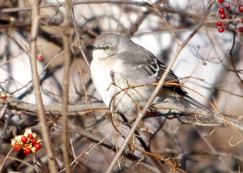Northern mockingbirds, like this one seen in a previous bird count, were spotted this year in Bangor and the Lewiston-Auburn area.