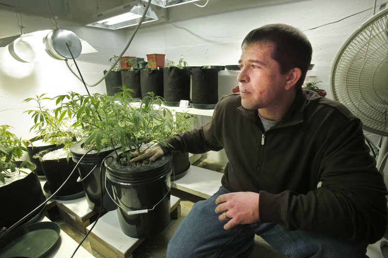 Ron Fousek works about 30 hours a week cultivating medical marijuana for his five patients. Caregivers may have up to five patients, may have up to six flowering plants for each of them and must pay a $300 fee per patient.