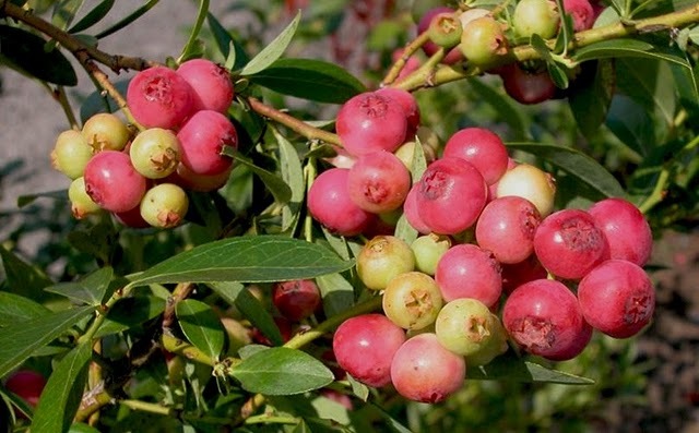 "Pink Lemonade" blueberry is "creating quite a stir among backyard gardeners," according to the White Flower Farm catalog.