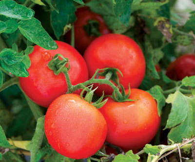 Johnny’s Selected Seeds in Winslow says the Defiant PhR (F1) tomato has a high resistance to late blight and intermediate resistance to early blight.