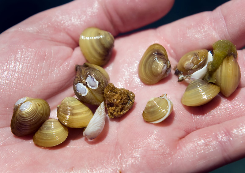 UC Davis research scientist Marion Wittmann holds a handful of Asian clams removed from the bottom of the lake near South Lake Tahoe, Calif. Government officials are beginning to crack down on cargo ships that allow foreign invasive species to hitchhike to U.S. waters.