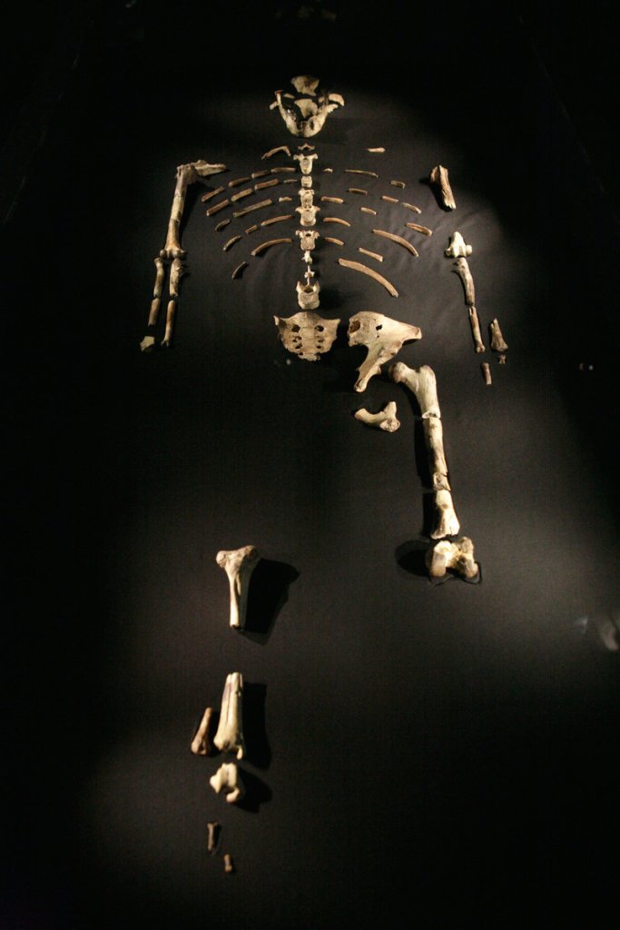The Australopithecus afarensis skeleton called Lucy is displayed during a press preview at the Houston Museum of Natural Science in this Aug. 28, 2007 file photo. Lucy’s feet were made for walking, researchers have concluded.