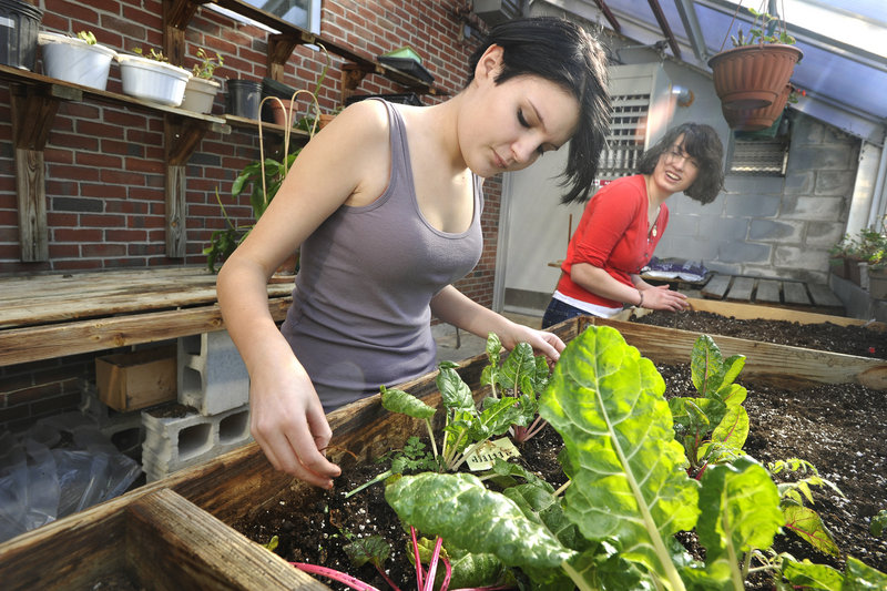 South Portland sophomore Giselle Muse, left, and senior Chloe Kramer tend to plants. “I would like to see these plants shoot up – more quantity,” Giselle said.