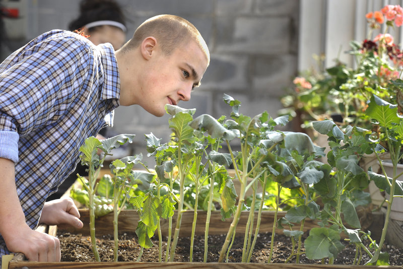 South Portland High School senior Nate Trask inspects broccoli plants Friday in the greenhouse, which has played a big role in the ecology and applied math classes in Learning Alternatives.