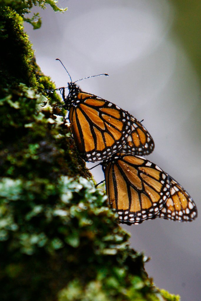 This winter, there are 9.9 acres of colonies of monarch butterflies in Mexico, more than double the 4.7 acres last year, the lowest level since comparable record-keeping began in 1993.