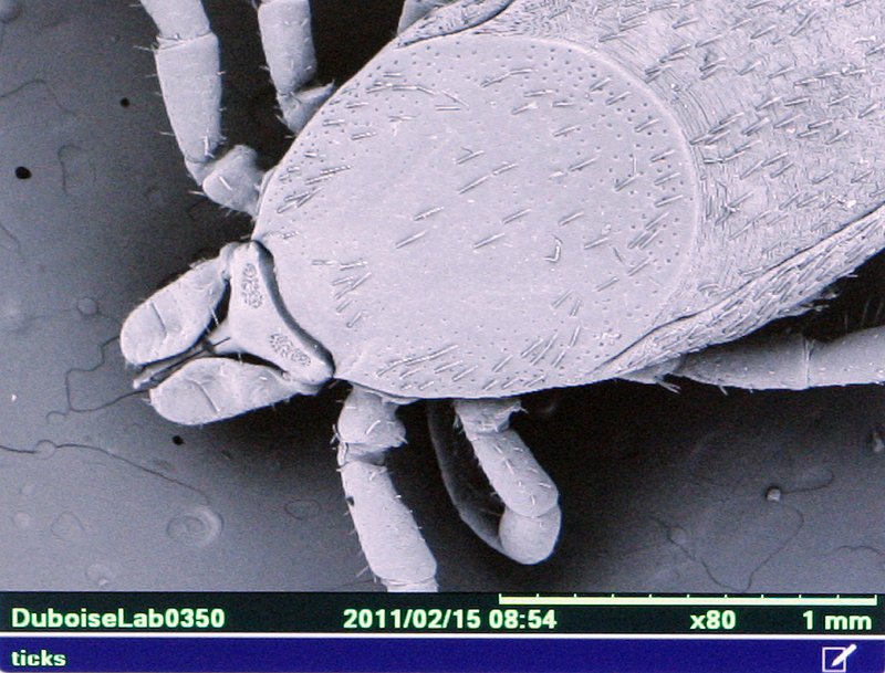 A deer tick is magnified 80 times.