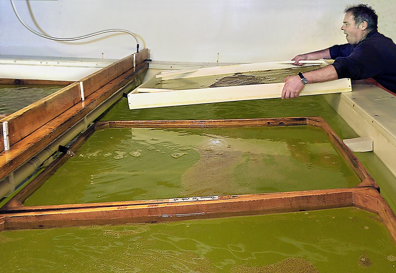 John Mitchell, an aquaculture helper at Mook Sea Farm, returns a rinsed screen filled with young oysters to a growing tank. The farm turns out 50 million MSX-resistant oyster seeds annually for parts of the country hard hit by the disease.