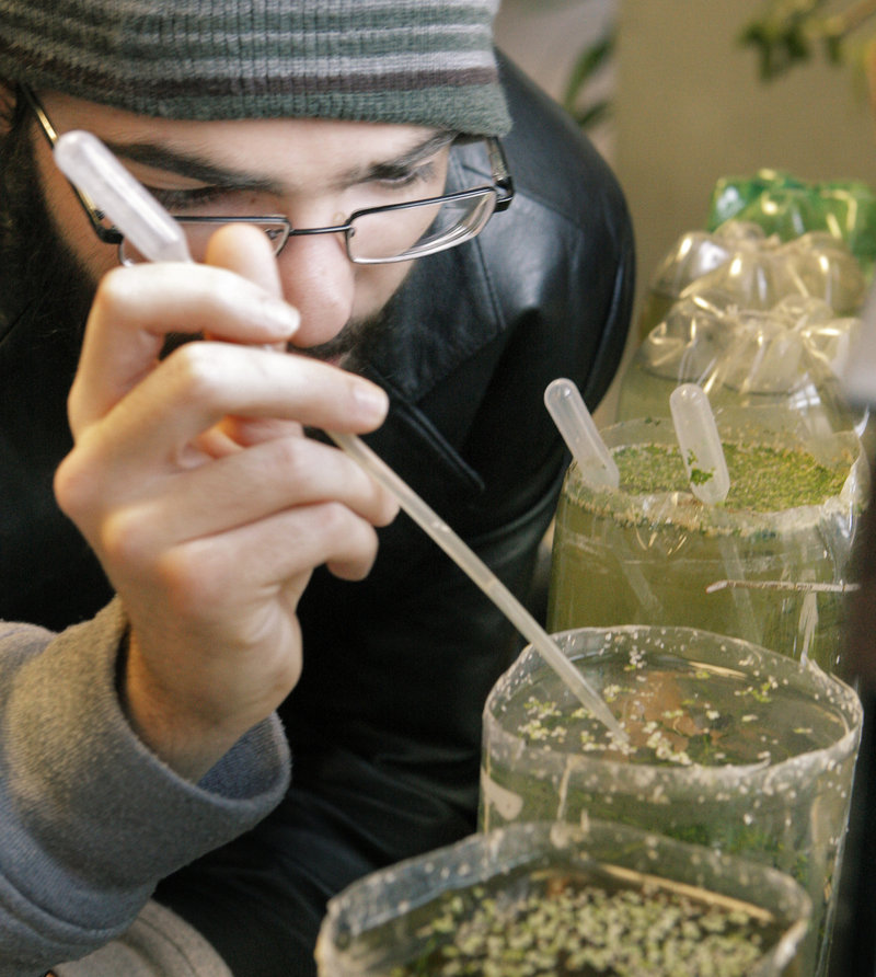 Jari Lanzalotta observes a micro-ecosystem in an Advanced Placement biology class at Portland High School on Thursday.