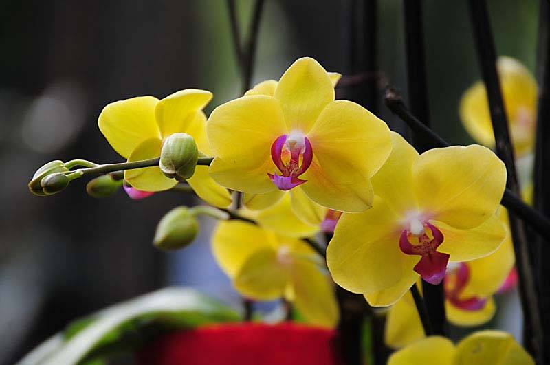 Orchids have a reputation for being tough to grow – but not if you choose well.