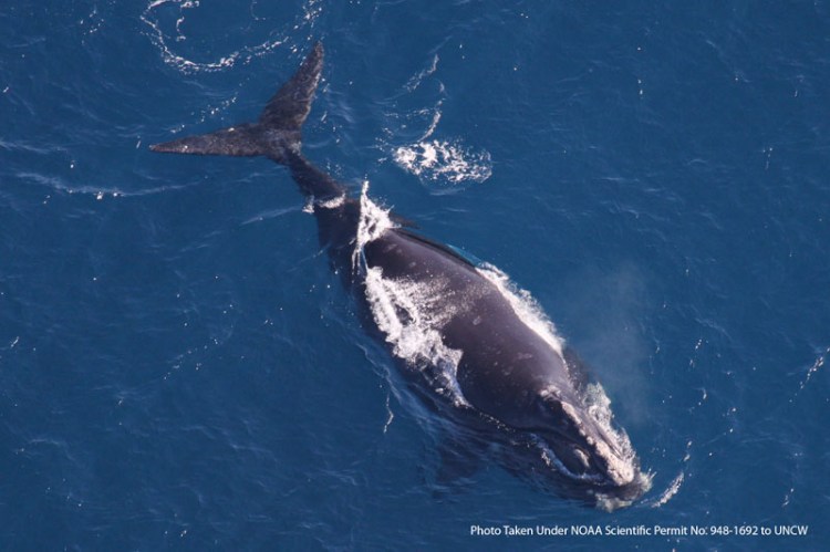 A right whale is seen after giving birth in waters off the coast of northern Florida. The whales use the seas off northern Florida and southern Georgia to give birth to their calves before their migration to the Gulf of Maine and the North Atlantic. 2010 photo provided by the University of North Carolina-Wilmington Marine Mammal Department