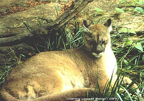 An undated photo of an eastern cougar from the U.S. Fish & Wildlife Service.