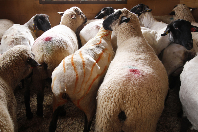 Shorn and unshorn sheep wait in a pen at North Star Sheep Farm in Windham.