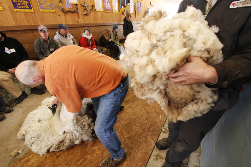 Participants in the University of Maine Cooperative Extension sheep-shearing class at North Star Sheep Farm in Windham collect fleece. Last weekend’s class attracted 22 students.