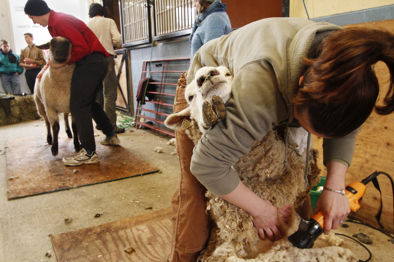 Amanda St. Peter of Gray tries her hand at shearing a sheep at a University of Maine Cooperative Extension course at North Star Sheep Farm in Windham last weekend. “Everyone wants to get involved in sheep and fleece. It’s great,” said Lisa Webster, who hosted the class.