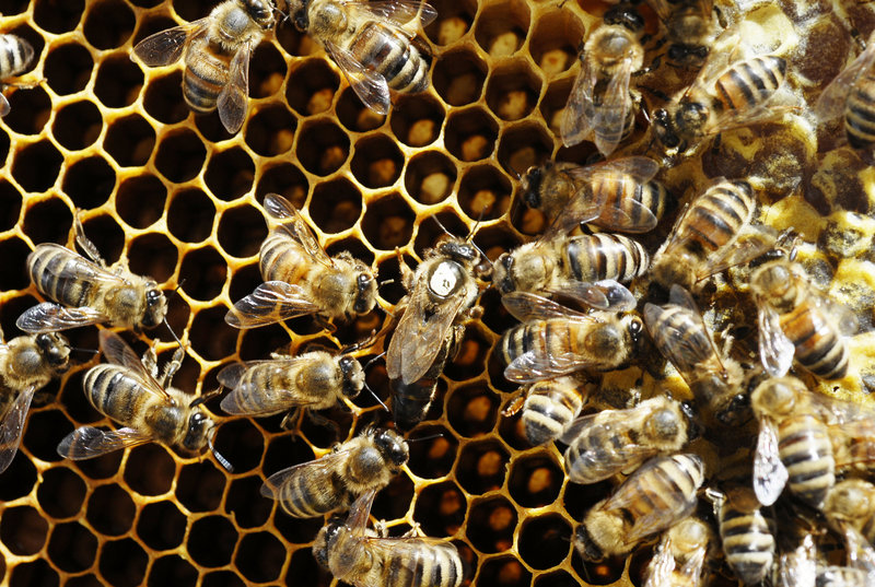 About one-third of foods we eat depends on bee pollination, so news of colony collapse disorder devastating bees around the world is a serious concern for farmers and beekeepers.