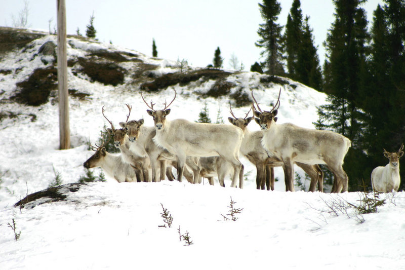 Caribou are usually seen along the 1,500-mile Cain’s Quest snowmobile race course through remote areas of Labrador and Quebec. Six Maine teams will compete in the race, which runs March 12 to 19.