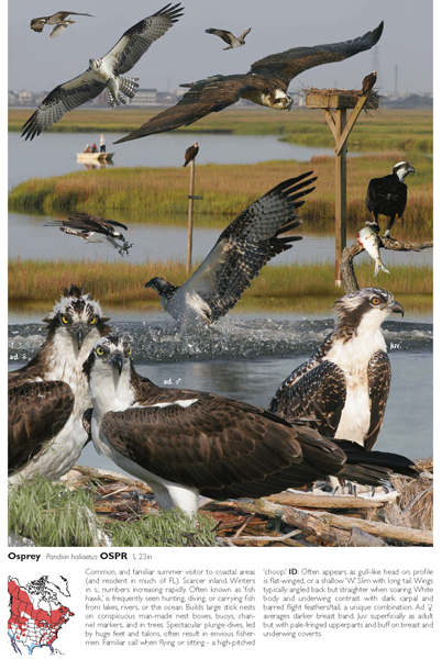 An osprey plate in The Crossley ID Guide: Eastern Birds gives varying views of the bird to help in identifying it.