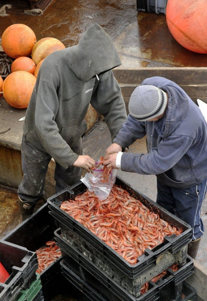 A worker, left, with the Department of Marine Resources collects a sample of shrimp caught by the crew of the fishing boat Jubilee in Portland in December.