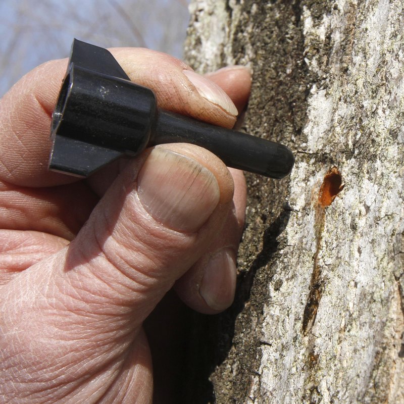 Peter Purinton puts a check valve tap into a maple tree in Huntington, Vt. The 35-cent device was developed by maple researchers at the University of Vermont as a way to extend the six-week sugaring season.