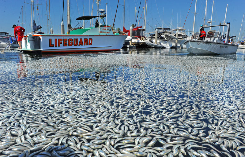 Dead fish float in the King Harbor area of Redondo Beach, Calif., on Tuesday.