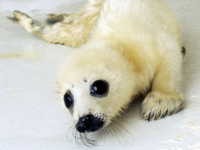 This harp seal pup, abandoned by its mom after its birth in Spruce Head, is being cared for at the UNE Marine Animal Rehabilitation Center.