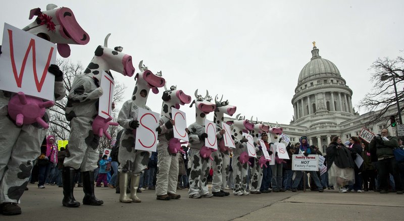 Protesters dressed in cow costumes stand outside the state Capitol in Madison, Wis., on Saturday. While Gov. Scott Walker has already signed a contentious collective bargaining bill into law, demonstrators insist the fight is not over.