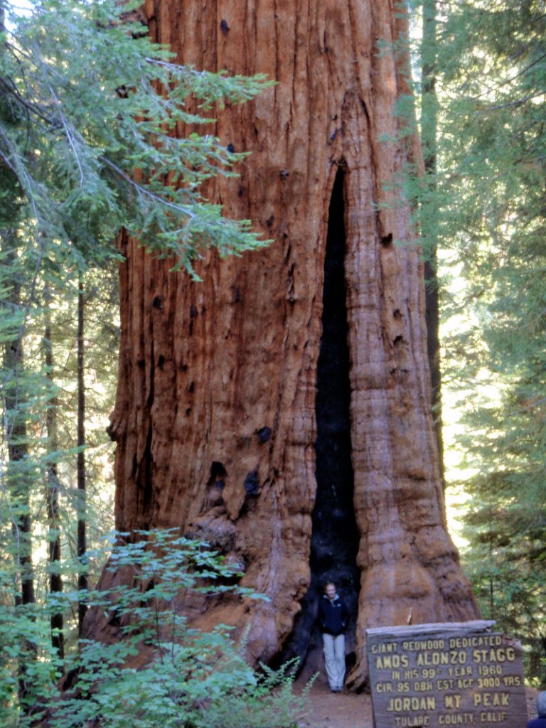 Meryl Marsh, a member of the Archangel Ancient Tree Archive, poses by the Amos Alonzo Stagg tree, the sixth-largest sequoia in the world, in the Giant Sequoia National Monument near Porterville, Calif. Archangel Archive staffers took cuttings from the tree to make clones in its project to restore ancient forests.