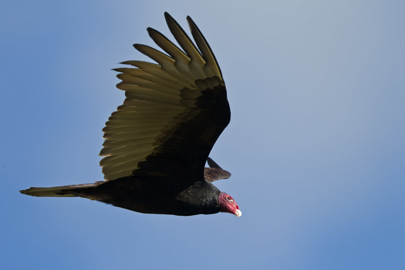 A turkey vulture in flight, no longer a rare sight in Maine, holds its wings in a shallow V shape.