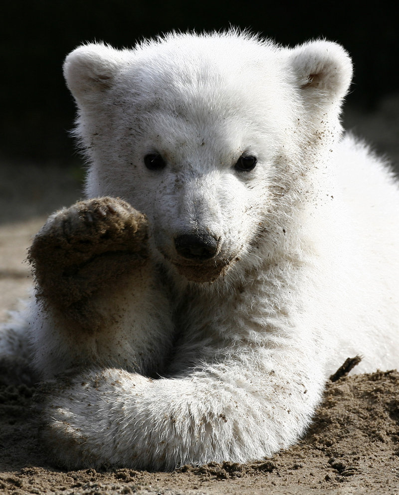 Knut, the now-famous polar bear cub, gives his first public appearance at the Berlin Zoo in 2007. An autopsy will be performed Monday to pinpoint the cause of death, which took zookeepers by surprise.