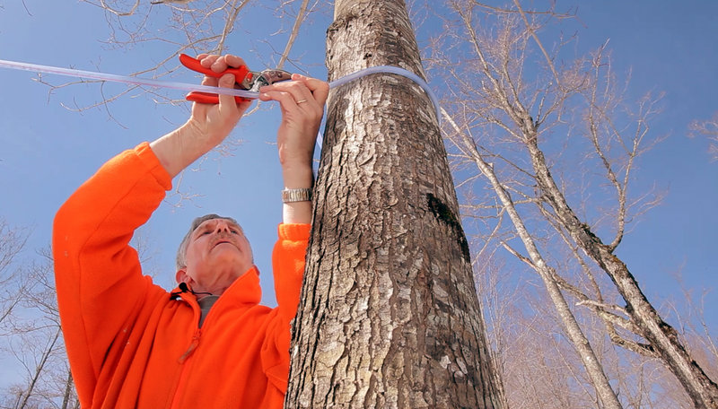 Harry Hartford reattaches tubing to a maple tree near his sugarhouse in Newfield. Hartford and his wife, Debra, have more than 1,600 taps that run sap directly into the sugarhouse.
