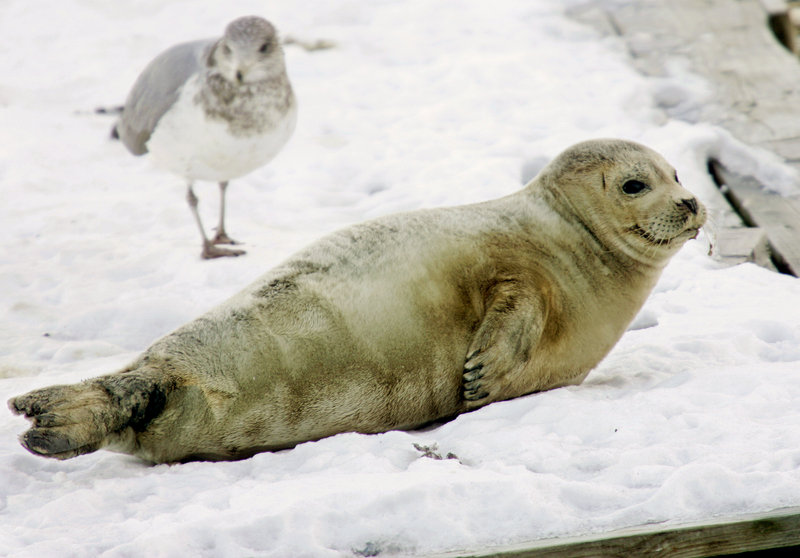 A juvenile harp seal rests on a dock in Boston Harbor. Small numbers of juvenile harp seals are typically found each winter stranded along the northeastern U.S. coast, but there are reports of three times the usual number of adult harp seal sightings.