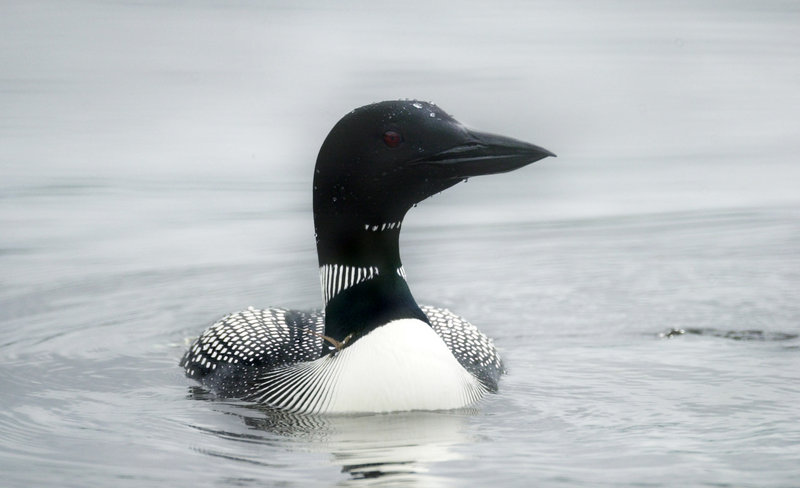 The common loon is one of 13 indicator species that will be monitored as part of the Signs of the Seasons project.