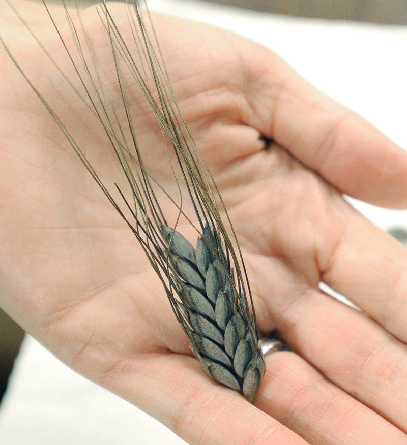 Emmer is known as "mother wheat," says Elisheva Rogosa, an organic farmer and scholar, because "all other wheats evolved from emmer ... It grows wild in Israel, of all places on the planet."