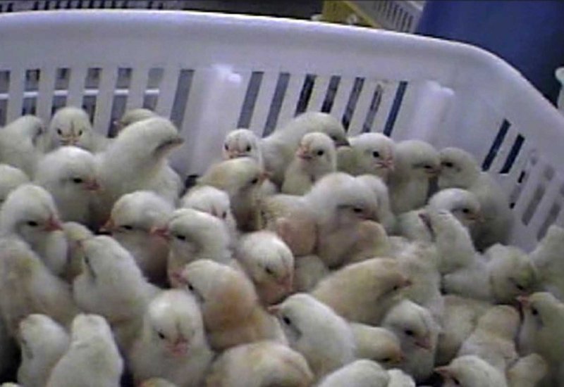 This file photo provided Sept. 1, 2009, by Mercy for Animals shows a frame grab from an undercover video made at Hy-Line North America’s hatchery in Spencer, Iowa.