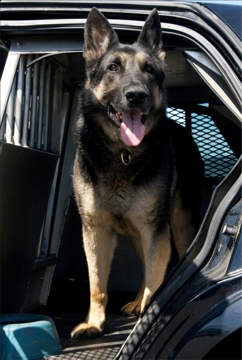 Baron was trained in both patrol functions and drug detection.