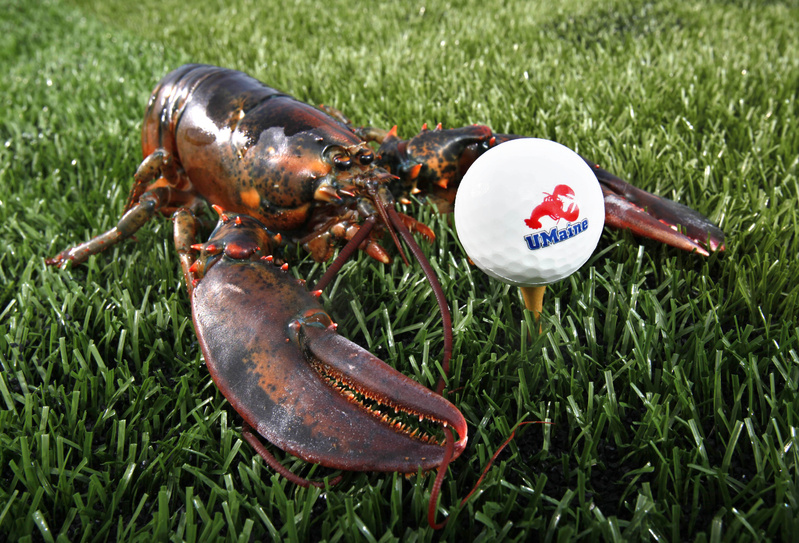 A lobster is posed next to a golf ball made from ground lobster shells in Orono. A University of Maine engineering professor and his students have patented the process used to create the biodegradable balls.