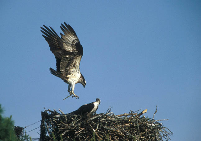 In this undated photo, a male osprey brings a stick back to the nest on Googins Island. In the nest is a female osprey.